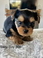Baby boy 308, a male Yorkshire Terrier for sale in Bells, TX – Photo 5 of 8