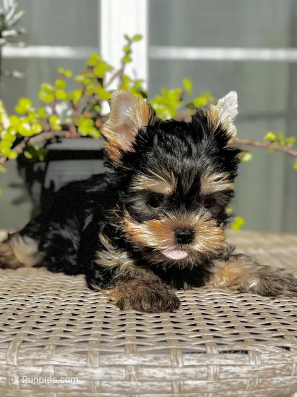 Baby Boy 097 – Yorkshire Terrier puppy for sale in Bells, TX
