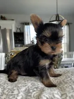 Tea Cup Girl, a female Yorkshire Terrier for sale in Bells, TX – 2 of 9