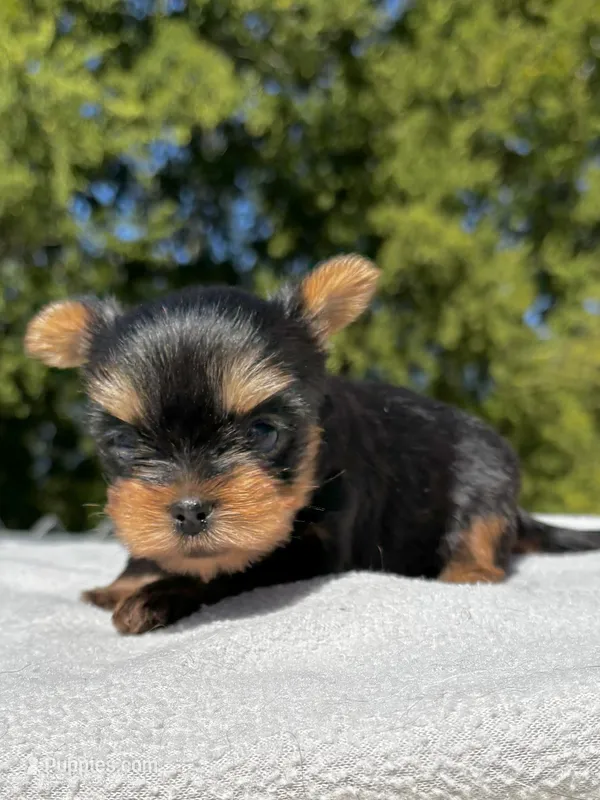 Tea Cup Girl – Yorkshire Terrier puppy for sale in Bells, TX