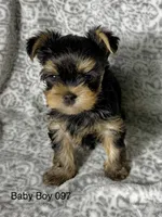Baby Boy 097, a male Yorkshire Terrier for sale in Bells, TX – 2 of 2