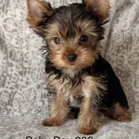 Baby Boy 986, a male Yorkshire Terrier for sale in Bells, TX – Photo 1 of 7