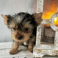 Baby Boy 986, a male Yorkshire Terrier for sale in Bells, TX – Photo 3 of 7