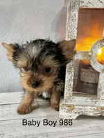 Baby Boy 986, a male Yorkshire Terrier for sale in Bells, TX – Photo 3 of 7