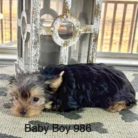 Baby Boy 986, a male Yorkshire Terrier for sale in Bells, TX – Photo 4 of 7