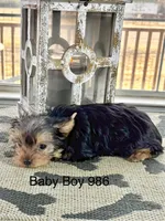 Baby Boy 986, a male Yorkshire Terrier for sale in Bells, TX – Photo 4 of 7