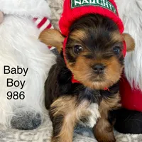 Baby Boy 986, a male Yorkshire Terrier for sale in Bells, TX – Photo 6 of 7