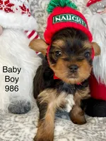 Baby Boy 986, a male Yorkshire Terrier for sale in Bells, TX – Photo 6 of 7