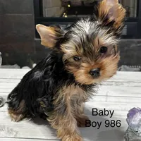 Baby Boy 986, a male Yorkshire Terrier for sale in Bells, TX – Photo 2 of 7