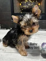 Baby Boy 986, a male Yorkshire Terrier for sale in Bells, TX – Photo 2 of 7