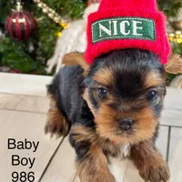 Baby Boy 986, a male Yorkshire Terrier for sale in Bells, TX – Photo 7 of 7