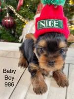 Baby Boy 986, a male Yorkshire Terrier for sale in Bells, TX – Photo 7 of 7