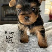Baby Boy 986, a male Yorkshire Terrier for sale in Bells, TX – Photo 5 of 7