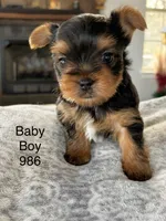 Baby Boy 986, a male Yorkshire Terrier for sale in Bells, TX – Photo 5 of 7