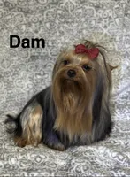 Tea Cup Girl, a female Yorkshire Terrier for sale in Bells, TX – 6 of 9