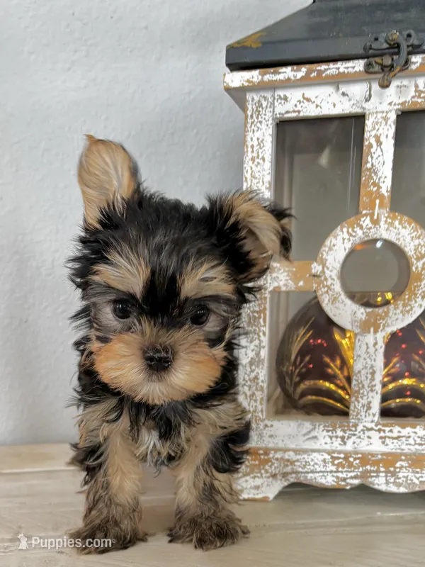 Baby Boy 097 – Yorkshire Terrier puppy for sale in Bells, TX