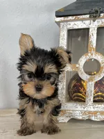 Baby Boy 097, a male Yorkshire Terrier for sale in Bells, TX – 3 of 5