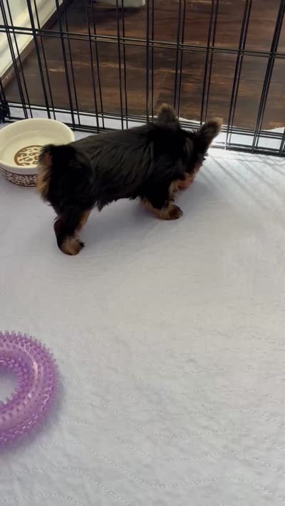 Tea Cup Girl, a female Yorkshire Terrier for sale in Bells, TX – 9 of 9