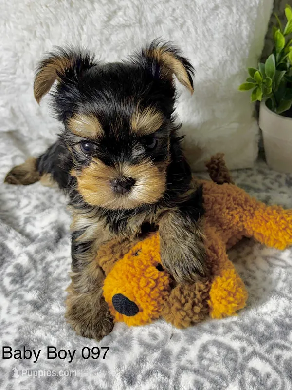 Baby Boy 097 – Yorkshire Terrier puppy for sale in Bells, TX