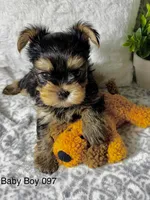 Baby Boy 097, a male Yorkshire Terrier for sale in Bells, TX – 1 of 2