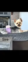 Tea Cup Girl, a female Yorkshire Terrier for sale in Bells, TX – 7 of 9