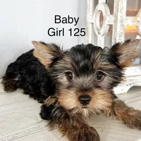 Baby Girl 125, a female Yorkshire Terrier for sale in Bells, TX – Photo 4 of 8