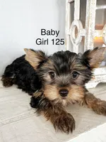 Baby Girl 125, a female Yorkshire Terrier for sale in Bells, TX – Photo 4 of 8