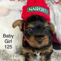 Baby Girl 125, a female Yorkshire Terrier for sale in Bells, TX – Photo 8 of 8