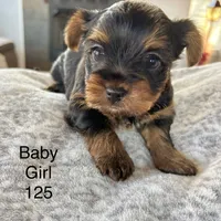 Baby Girl 125, a female Yorkshire Terrier for sale in Bells, TX – Photo 6 of 8