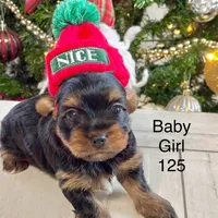 Baby Girl 125, a female Yorkshire Terrier for sale in Bells, TX – Photo 7 of 8