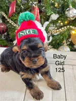 Baby Girl 125, a female Yorkshire Terrier for sale in Bells, TX – Photo 6 of 7