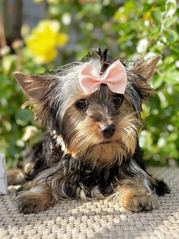 Baby Girl 125 – Yorkshire Terrier puppy for sale in Bells, TX