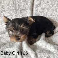 Baby Girl 125, a female Yorkshire Terrier for sale in Bells, TX – Photo 5 of 8
