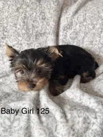 Baby Girl 125, a female Yorkshire Terrier for sale in Bells, TX – Photo 4 of 7