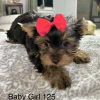 Baby Girl 125, a female Yorkshire Terrier for sale in Bells, TX – Photo 2 of 8