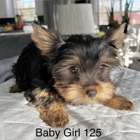 Baby Girl 125, a female Yorkshire Terrier for sale in Bells, TX – Photo 3 of 8