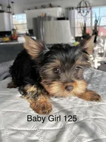 Baby Girl 125, a female Yorkshire Terrier for sale in Bells, TX – Photo 2 of 7