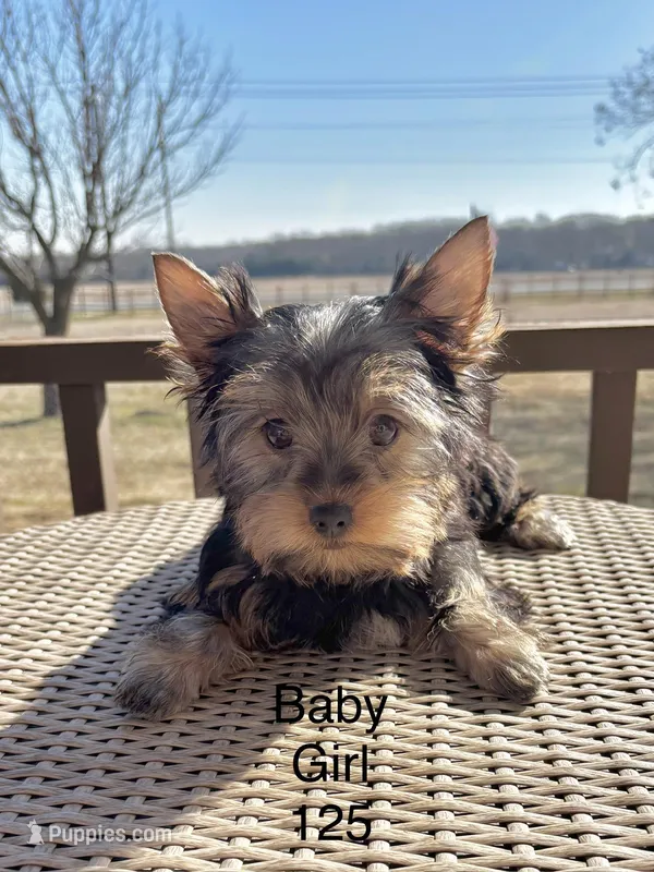 Baby Girl 125, a female Yorkshire Terrier for sale in Bells, TX – Photo 1 of 8