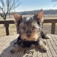 Baby Girl 125, a female Yorkshire Terrier for sale in Bells, TX – Photo 1 of 8