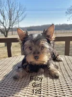 Baby Girl 125, a female Yorkshire Terrier for sale in Bells, TX – Photo 1 of 8