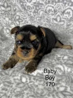 Baby Boy 170, a male Yorkshire Terrier for sale in Bells, TX – 2 of 2