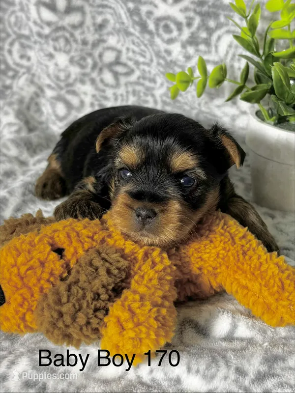 Baby Boy 170 – Yorkshire Terrier puppy for sale in Bells, TX