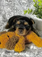 Baby Boy 170, a male Yorkshire Terrier for sale in Bells, TX – 1 of 2
