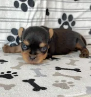 Tea Cup Girl, a female Yorkshire Terrier for sale in Bells, TX – 2 of 2