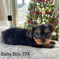 Baby Boy 774, a male Yorkshire Terrier for sale in Bells, TX – Photo 7 of 9