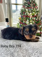 Baby Boy 774, a male Yorkshire Terrier for sale in Bells, TX – Photo 6 of 8