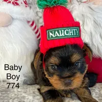 Baby Boy 774, a male Yorkshire Terrier for sale in Bells, TX – Photo 9 of 9