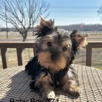 Baby Boy 774, a male Yorkshire Terrier for sale in Bells, TX – Photo 1 of 9