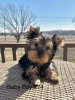 Baby Boy 774, a male Yorkshire Terrier for sale in Bells, TX – Photo 1 of 9