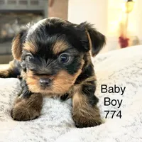 Baby Boy 774, a male Yorkshire Terrier for sale in Bells, TX – Photo 6 of 9